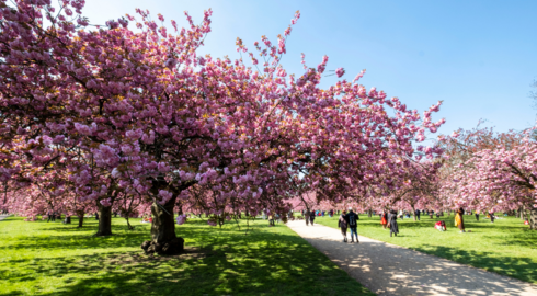 Cerisiers japoonais en fleurs dans le parc du domaine départemental de Sceaux, à l'occasion du Hanami
