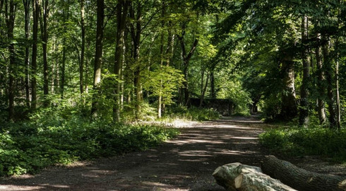 Vue au coeur de la for&ecirc;t de Meudon dans les Hauts-de-Seine
