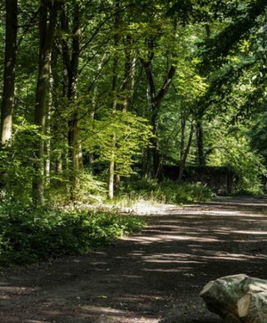 Vue au coeur de la for&ecirc;t de Meudon dans les Hauts-de-Seine