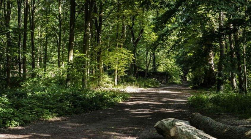 Vue au coeur de la forêt de Meudon dans les Hauts-de-Seine