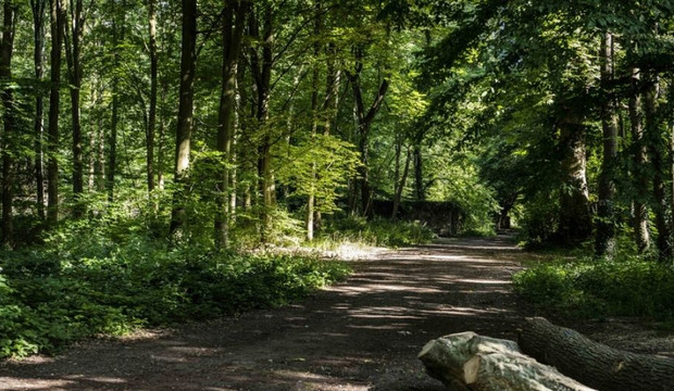Vue au coeur de la for&ecirc;t de Meudon dans les Hauts-de-Seine