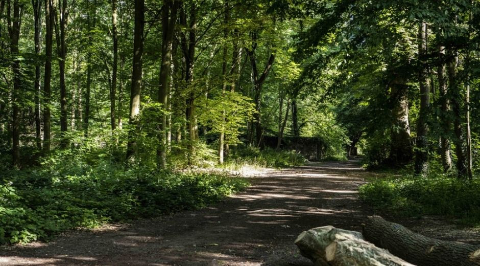 Vue au coeur de la for&ecirc;t de Meudon dans les Hauts-de-Seine