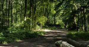 Vue au coeur de la for&ecirc;t de Meudon dans les Hauts-de-Seine