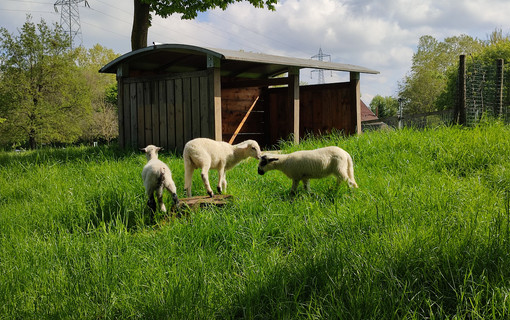 La F&ecirc;te de la nature se tiendra du 20 au 28 mai 2026 au parc d&eacute;partemental des Chanteraines &agrave; Villeneuve-la-Garenne