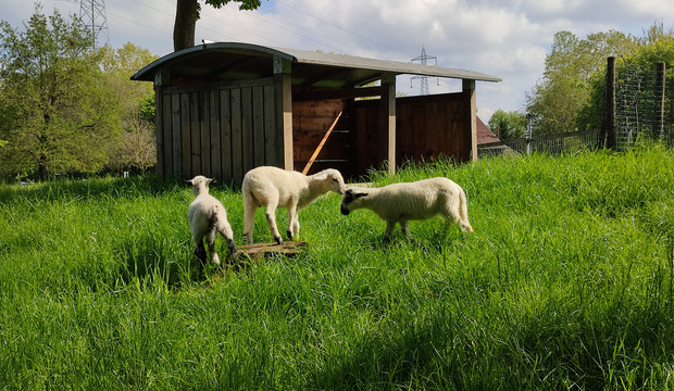 La F&ecirc;te de la nature se tiendra du 20 au 28 mai 2026 au parc d&eacute;partemental des Chanteraines &agrave; Villeneuve-la-Garenne