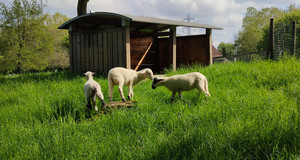 La F&ecirc;te de la nature se tiendra du 20 au 28 mai 2026 au parc d&eacute;partemental des Chanteraines &agrave; Villeneuve-la-Garenne