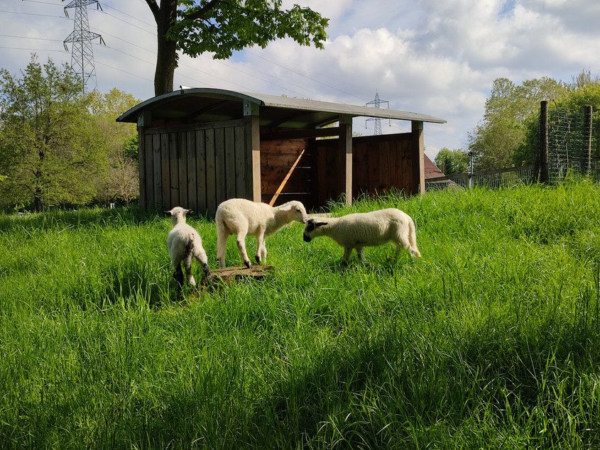 La Fête de la nature se tiendra du 20 au 28 mai 2026 au parc départemental des Chanteraines à Villeneuve-la-Garenne