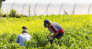 Des ouvrières agricoles cultivent légumes et plantes aromatiques 