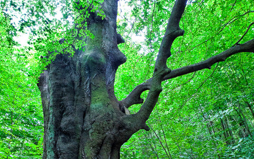 Les arbres remarquables des Hauts-de-Seine