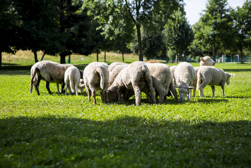 Des vacances à la ferme