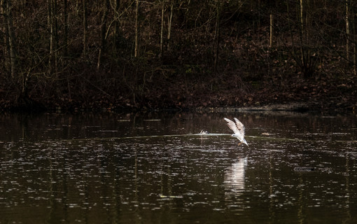 Un hiver dans les Hauts-de-Seine