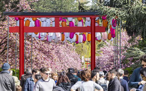 Les cerisers en fleurs au Domaine de Sceaux – parc et musée départementaux pour célébrer le Hanami. 