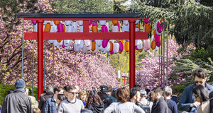Les cerisers en fleurs au Domaine de Sceaux – parc et musée départementaux pour célébrer le Hanami. 