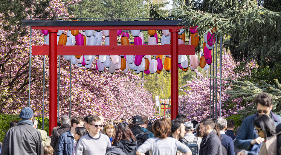 Les cerisers en fleurs au Domaine de Sceaux &ndash; parc et mus&eacute;e d&eacute;partementaux pour c&eacute;l&eacute;brer le Hanami. 