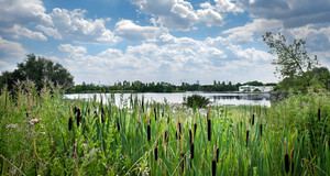 Etang et roseaux au parc départemental des Chanteraines (©CD92/Willy Labre)