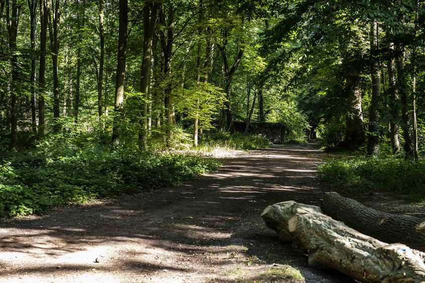 La forêt domaniale de Meudon, plus vaste forêt des Hauts-de-Seine, à découvrir ce dimanche 9 juin
