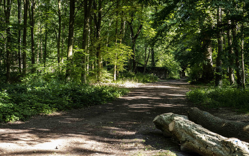 La forêt domaniale de Meudon, plus vaste forêt des Hauts-de-Seine, à découvrir ce dimanche 9 juin
