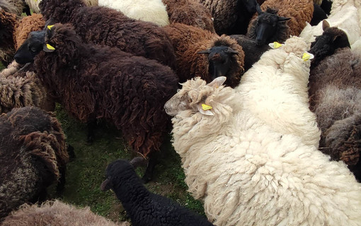 Tonte des moutons dans le parc de Sceaux