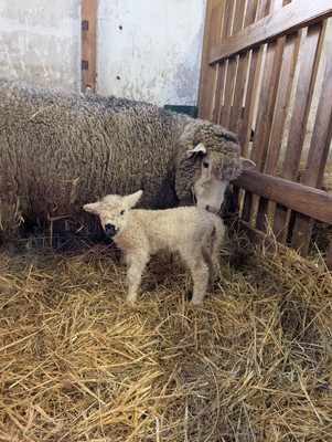 Agneaux &agrave; la ferme des Chanteraines