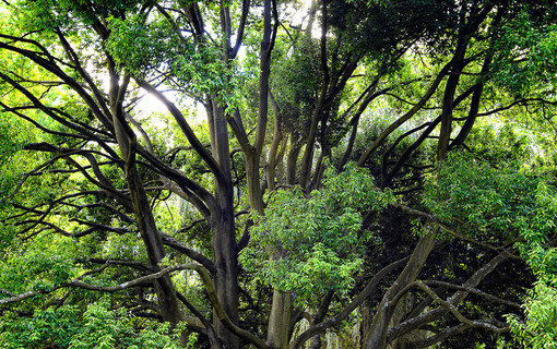 Les arbres remarquables des Hauts-de-Seine