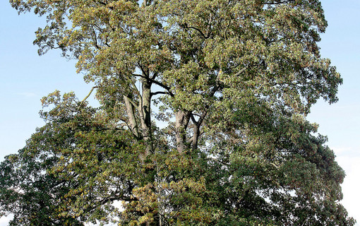 Les arbres remarquables des Hauts-de-Seine
