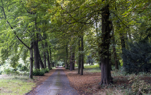 Les allées verdoyantes du parc départemental de la Roseraie à Châtenay-Malabry