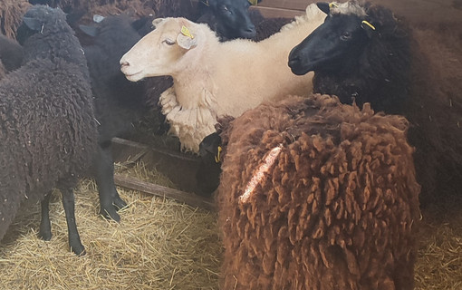 Tonte des moutons dans le parc de Sceaux