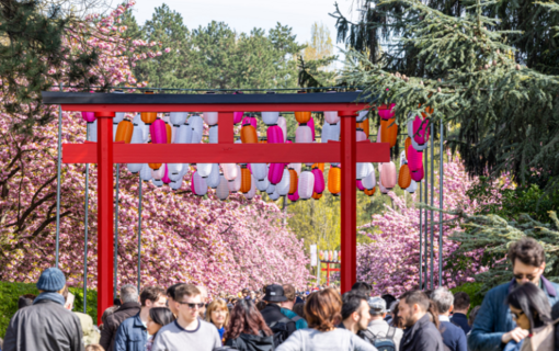 Hanami, floraison des cerisiers japonais au Domaine de Sceaux