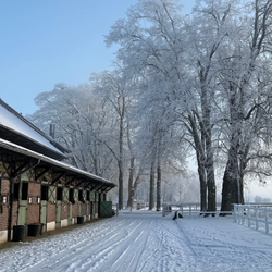 Les &eacute;curies ddu Haras de Jardy sous la neige 