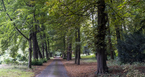Les allées verdoyantes du parc départemental de la Roseraie à Châtenay-Malabry
