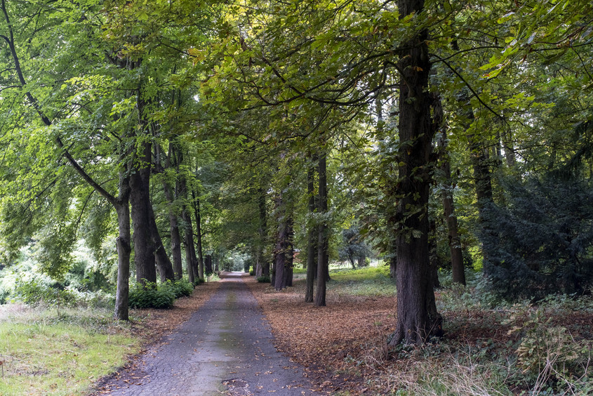Les allées verdoyantes du parc départemental de la Roseraie à Châtenay-Malabry