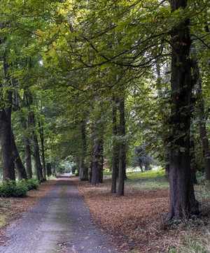 Les allées verdoyantes du parc départemental de la Roseraie à Châtenay-Malabry