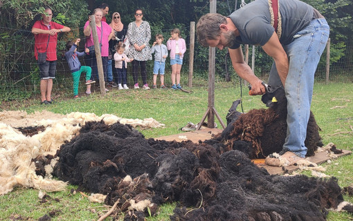 Tonte des moutons dans le parc de Sceaux
