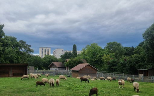 Animaux