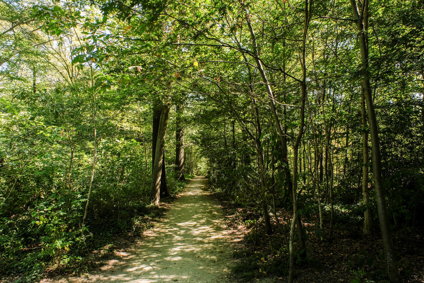 Le bois de La Garenne