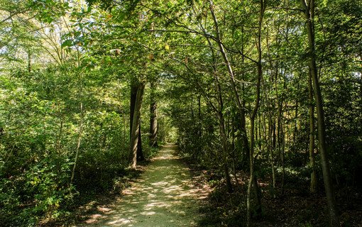 Le bois de La Garenne