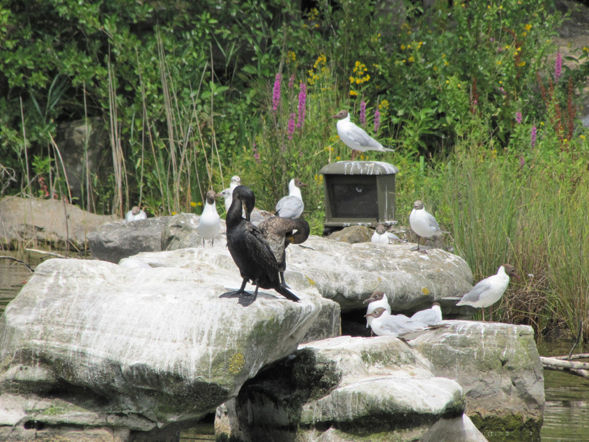 Oiseaux au parc des Chanteraines