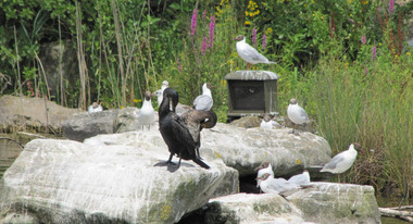 Oiseaux au parc des Chanteraines