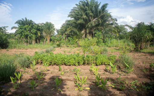L'appui à la production locale du Zou au Bénin