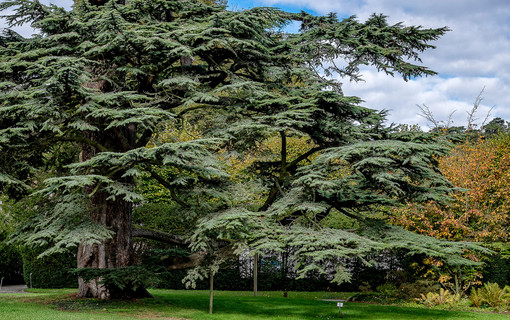 Les arbres remarquables des Hauts-de-Seine
