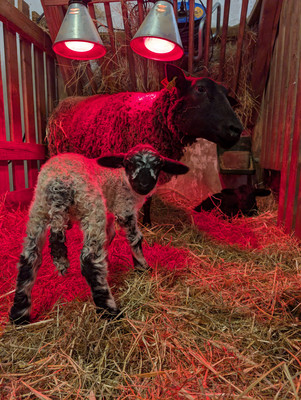 Agneaux à la ferme des Chanteraines Agneaux à la ferme des Chanteraines
