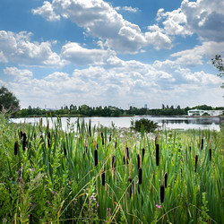 Etang et roseaux au parc départemental des Chanteraines (©CD92/Willy Labre)