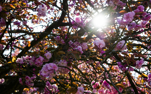 Les cerisiers japonais en fleurs 