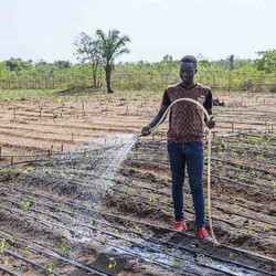 Un agriculteur arrose des plantations au Bénin