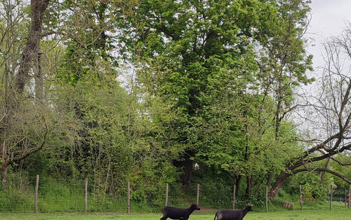 Tonte des moutons dans le parc de Sceaux