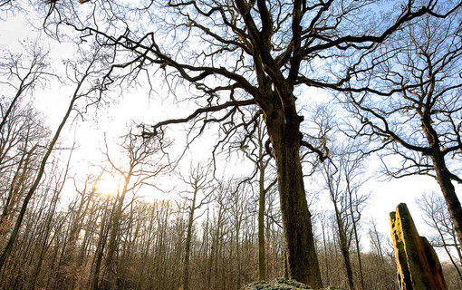 Les arbres remarquables des Hauts-de-Seine