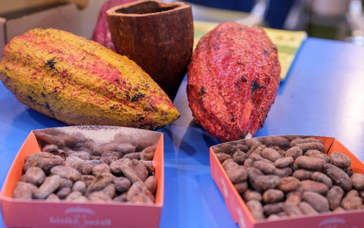 Cabosses et fèves de cacao haïtien sur le stand du Département des Hauts-de-Seine "Cacao d'Haïti" au Salon du Chocolat