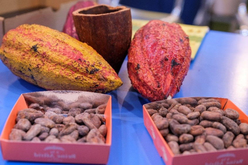 Cabosses et fèves de cacao haïtien sur le stand du Département des Hauts-de-Seine "Cacao d'Haïti" au Salon du Chocolat