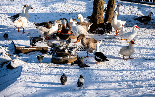 Un hiver dans les Hauts-de-Seine