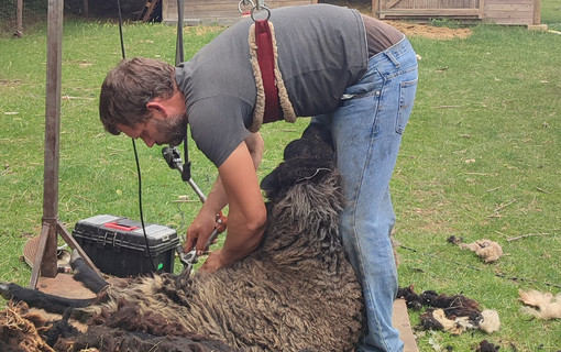 Tonte des moutons dans le parc de Sceaux